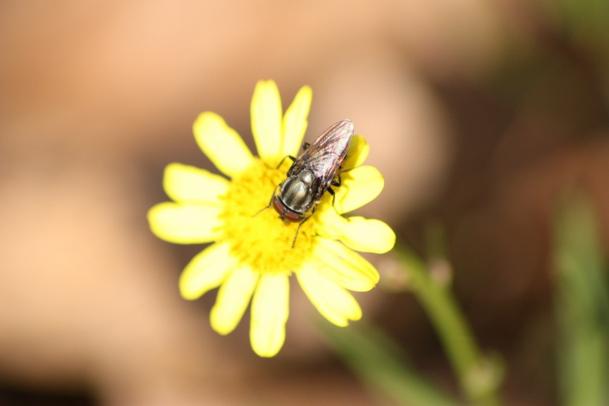 Stomorhina lunata